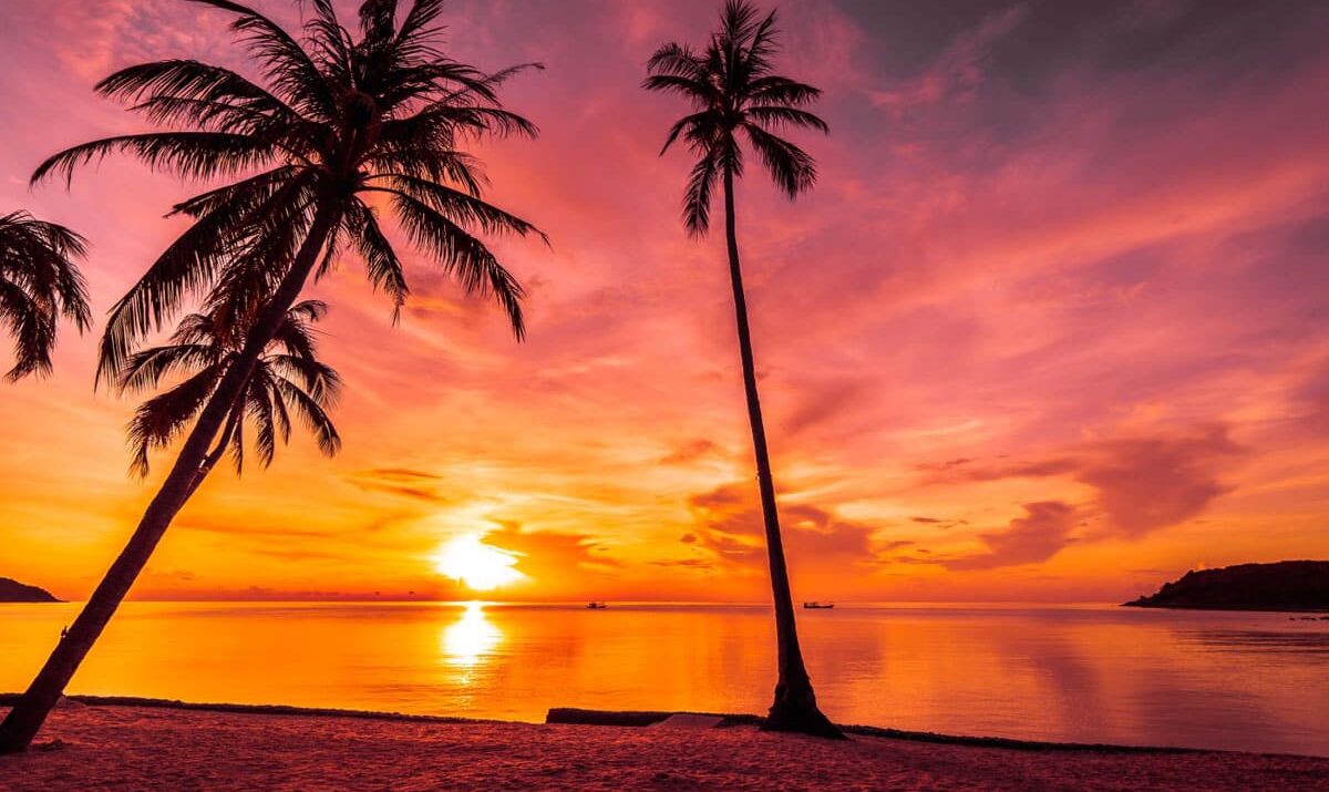 Praesent libro se cursus ante